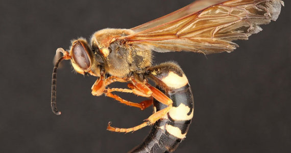 cicada killer wasp 570